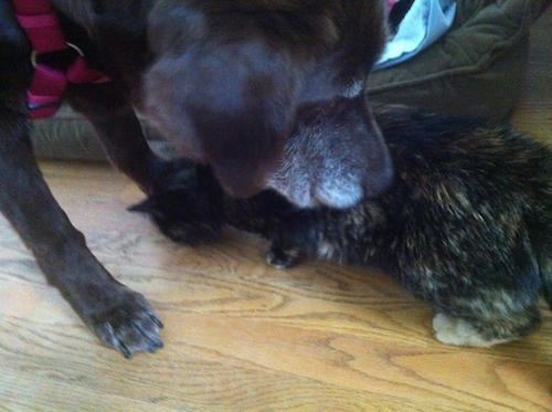 A large brown dog is nuzzling a little brown cat